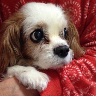 パピリンゴ 今年の2月に前庭疾患のような症状が出始めてから 最近特にひどくなってきている症状 起きてる間こんな風に発作のような興奮状態になることが多いです 同じようなワンちゃんいますか 脳腫瘍と脳疾患か認知症の症状でしょうか 秘密結社老 パピリンゴ 今年の2月に前庭疾患のような症状が出始めてから 最近特にひどくなってきている症状 起きてる間こんな風に発作のような興奮状態になることが多いです 同じようなワンちゃんいますか 脳腫瘍と脳疾患か認知症の症状でしょうか 秘密結社老