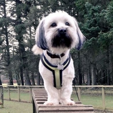 Take 1 half Skye Terrier, add 1 half Lhasa, a dash of charm and a bucket load of mischievousness, and you have the recipe for the perfect Georgie Porgie Pie!