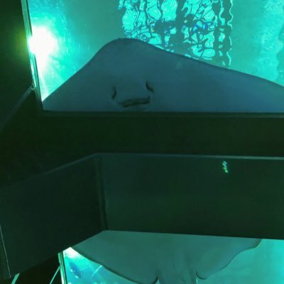 s52hk36onizuka's profile picture. ゲーム、音楽、ビジネス、ディズニー興味はたくさん いろいろつぶやいていこうかなー