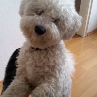 mitkonaumovski (@mitkonaumovski) 's Twitter Profile