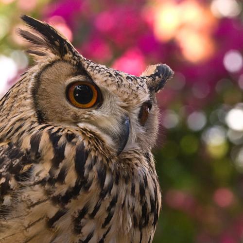 unseenOWL's profile picture. The Unseen Occasional Web Log of Me.