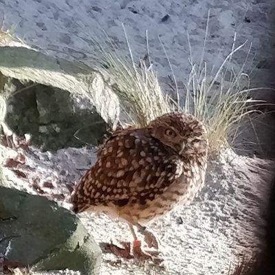 Thyme Profile