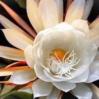 D. Salim (@salim59914333) 's Twitter Profile