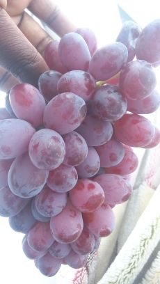 gidema90's profile picture. Aluta continua, develop thick skin