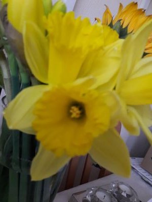 Choccycod1's profile picture. 