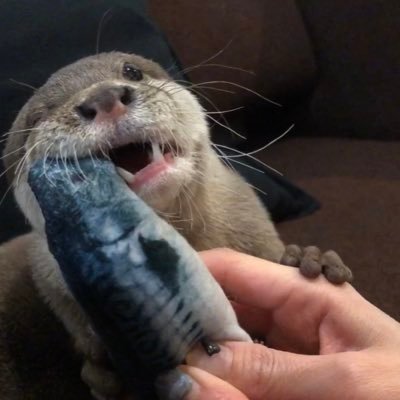 生まれて6ヶ月のカワウソの赤ちゃんです！フォローは順次返します！YouTubeの方に動画をアップしてます！ そちらも宜しければご覧下さい⬇️チャンネル登録、コメント、高評価の方もお待ちしております！