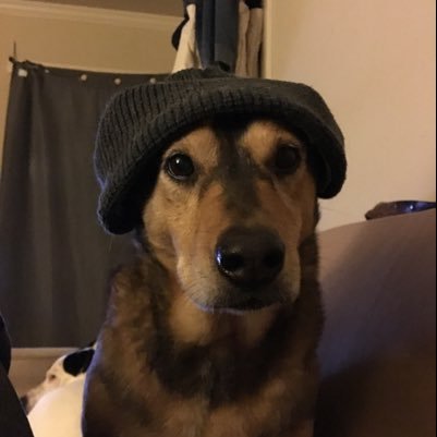 Lankadog's profile picture. 