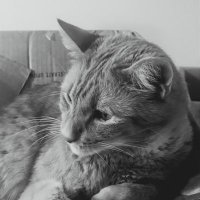 The Mighty Barney (@barneymighty) 's Twitter Profile
