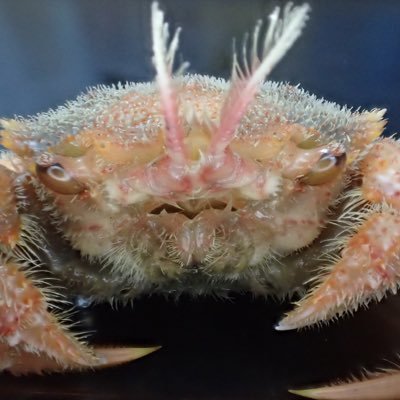 Kegani 懐かしい パッケージを変えて今でも販売されているのが驚異的です サンフランシスコ湾産のアルテミア は環境が良いと耐久卵を作らないので ビンの中で継代飼育が可能です うちのもかれこれ3年ほど代替わりして生きてます T Co Atvsdrjx9e Kegani 懐かしい パッケージを変えて今でも販売されているのが驚異的です サンフランシスコ湾産のアルテミア は環境が良いと耐久卵を作らないので ビンの中で継代飼育が可能です うちのもかれこれ3年ほど代替わりして生きてます T Co Atvsdrjx9e