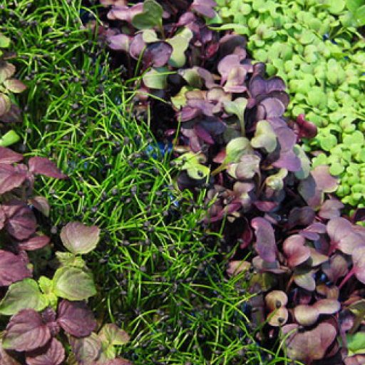 Snow Camp Microgeens. Located In Central, NC. Bringing Microgreens To Family, Grocers, And Eateries.