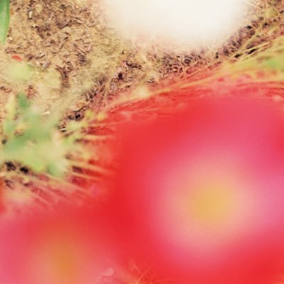 etaPiscium362's profile picture. 株垢-兼業-(2011年退場) 2015年再起 株はチャートの美しさ。上がれば欲しくなる大衆心理。 需給に従って柔軟に、持ち越しは慎重に。