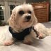 Janice Raimondi (@janice_raimondi) Twitter profile photo Janice Raimondi (@janice_raimondi) Twitter profile photo