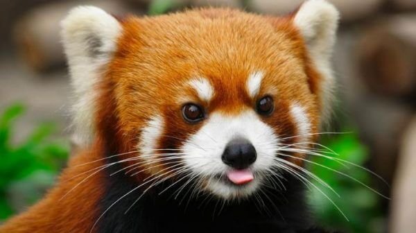 Red Panda's are always happy when trash is involved!