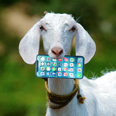 goatsocial Profile Picture