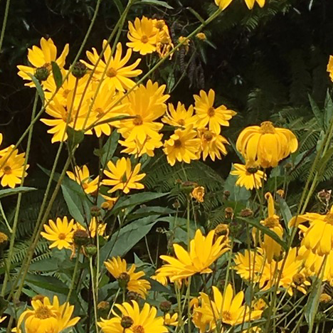 hotexbuns's profile picture. 