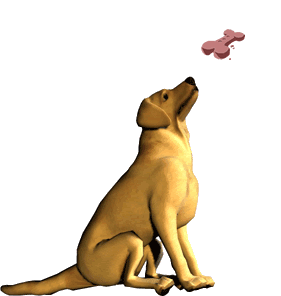 amore4paws's profile picture. We sell dog treats, wholesome and organic for cats and dogs.  We also carry gluten free products.  Please find us in California farmers markets.