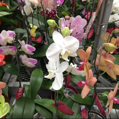 luxa63934194's profile picture. Meee