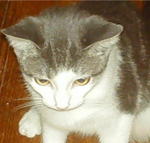 Pam_The_Cat's profile picture. Meow..I'm Pam..not the vampire, the cat...My job is to cuddle with Mommy Sun and drive her to insanity...I'm great at my job...-purrs-