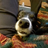 carolyn&Sadie🐾 (@sadiescc) 's Twitter Profile