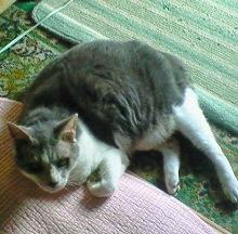 猫の夏美さんのプロフィール画像
