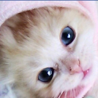 🔗@O1FIRST「🥇#1FIRST💦」💛🔗@flashbang82「🦂#Megagains」 💜よろしくね𓃗サイン競馬 言葉あそび 🔍アナすき『基本 3連複ふぉめ』 語彙力とぼしいのでご理解を ❌NO DM