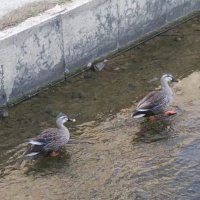 ぷくすけ (@pukuske) 's Twitter Profile Photo