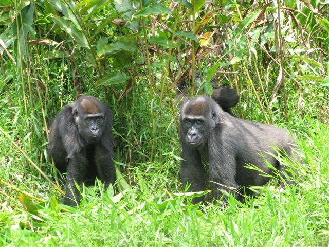 MD Howletts and Port Lympne