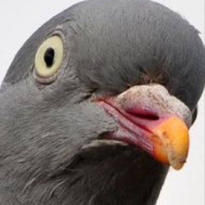 @PigeonUse_YT