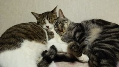 🐱好き
　サバトラ：爽 ♀　　キジトラ：くるみ♀　　
　２🐱と生活中　　無言フォローすみません🙇🙇　　

　闘病中🐱🐶怪我🐱🐶保護🐱🐶助けたい　