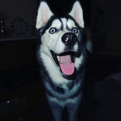 Follow Adonis on instagram: adonis_the_husky
Follow Adonis on facebook:
@AdonisTheHusky
Subscribe to Adonis on youtube:
https://t.co/s6JD6kG0UB