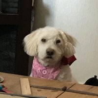 Winner 🇺🇸Smidge (@smidgean) 's Twitter Profile Photo