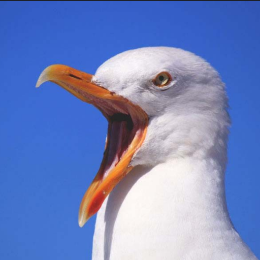 GreenBean0GB's profile picture. GreenBean