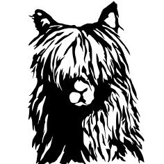 Caonima_____'s profile picture. Internet proxy service