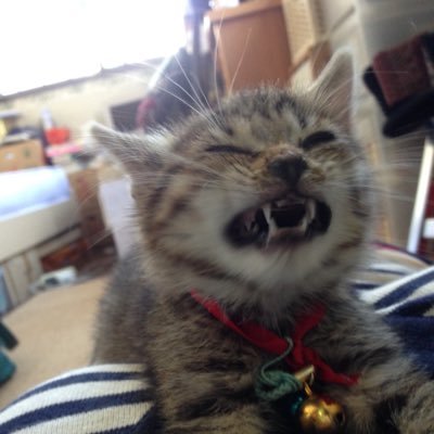 ちょかちょちゃ Chokachocha Twitter