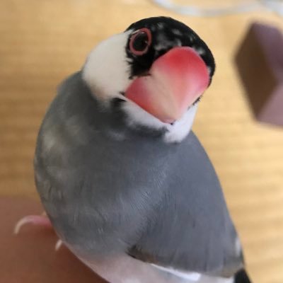 バードウオッチングとアニメが趣味。文鳥大好き！小学生の頃、地震国の日本になぜ原発を造るの？と感じてから一貫して反自民、反原発！政治の余りの腐敗から日本に危機を感じ英語を勉強中。山本太郎さんに「国の借金」の洗脳を解いてもらえました。当然太郎さんを支持！ワク未接種。コロナ禍中、IVMを手にしてから心安らかに暮らしています。