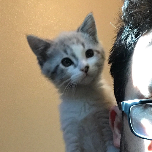 My cat's thoughts, unfiltered...also cat pictures. If you're not sure, I'll make it clear, this is for my amusement, not yours.