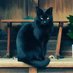 ラキュ🐈⬛ケガ療養中 (@laq_myfriend) Twitter profile photo ラキュ🐈⬛ケガ療養中 (@laq_myfriend) Twitter profile photo