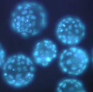 I am a researcher interested in Developmental Biotechnology, Applied Genetics and Animal Synthetic Biology.