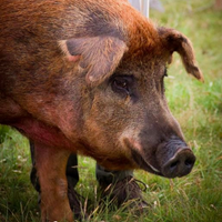Royal Isle of Wight County Show (@riwcountyshow) 's Twitter Profile