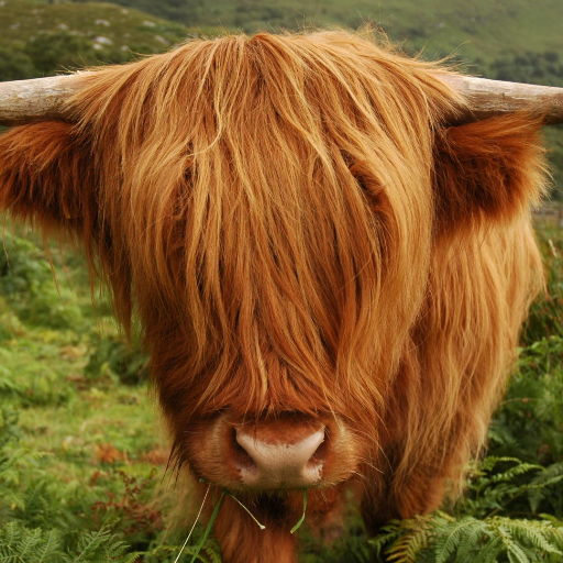 DonaldTrumpCow's profile picture. Trump is a moron. Only other morons support him.