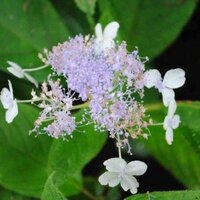 最近飲み過ぎなyuko (@madogarasu) 's Twitter Profile Photo