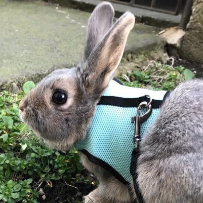 i’m bubbles, a bunny that’s half dutch and half chinchilla. my mum says i’m cute so i like to misbehave because i know i’ll get away with it. 🐰 @francescapvris