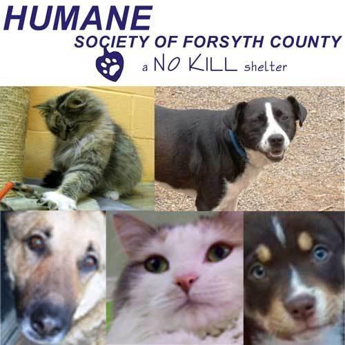 Humane Society of Forsyth County, Georgia is dedicated to preventing cruelty to, relieving the suffering of, and providing humane treatment for animals.