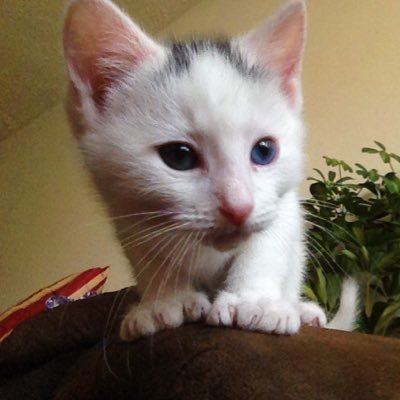 chipa3ny's profile picture. 