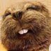 Pudding (@puddings1) Twitter profile photo Pudding (@puddings1) Twitter profile photo