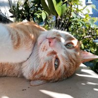 まる(丸山俊彦)〜映画は映画館で〜 (@toshi_maruya) 's Twitter Profile Photo まる(丸山俊彦)〜映画は映画館で〜 (@toshi_maruya) 's Twitter Profile Photo