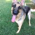 Tom Pennington (@pondtowndogs) Twitter profile photo Tom Pennington (@pondtowndogs) Twitter profile photo