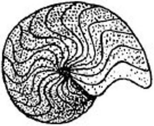 Old_Oso's profile picture. 