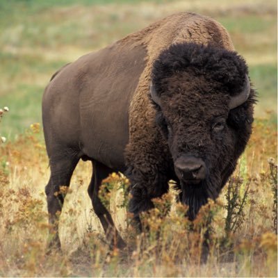 tobybison's profile picture. 