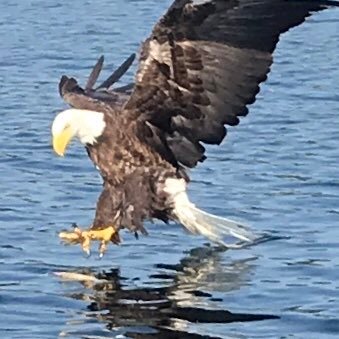 #MAGA#KAG 🇺🇸Wishing I was Fishing 🇺🇸Oldschool🇺🇸 Proud Old White Guy🇺🇸Sovereign Nation🇺🇸 on Parlor - @Simpleman4ver